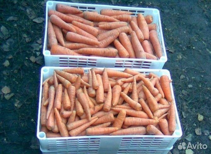 Продам морковь оптом от 20 тонн