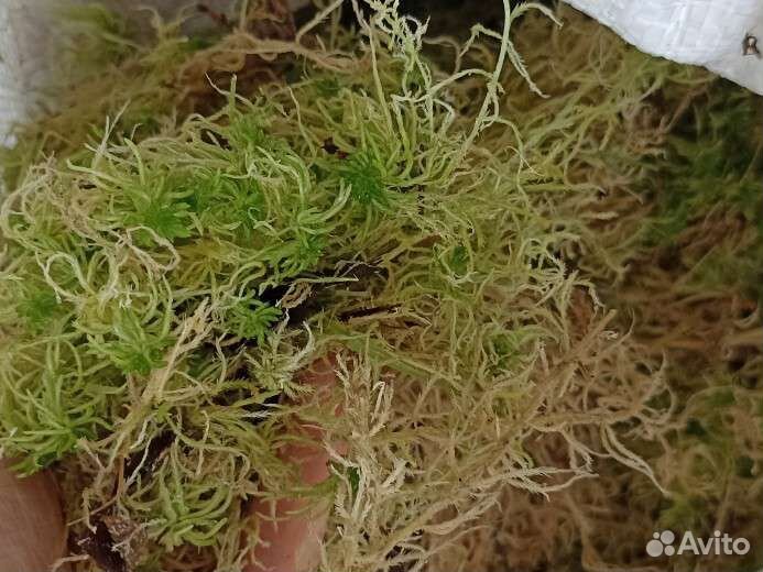 Мох сфагнум живой