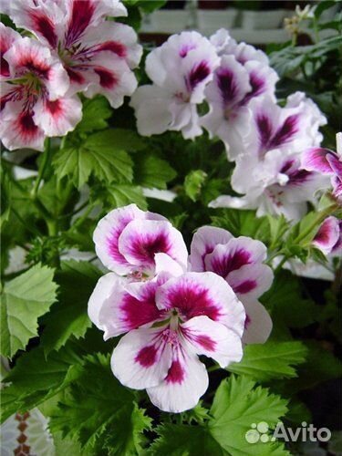 Комнатные растения цветы