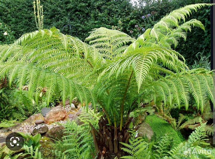 Папоротник