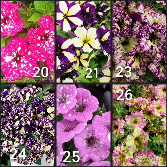 Черенки петунии вегетативной (ампельной)