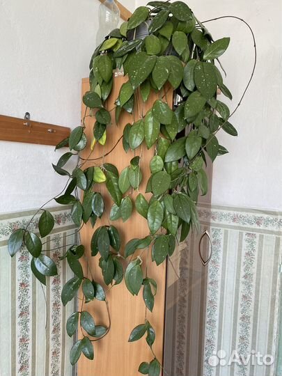 Комнатные растения