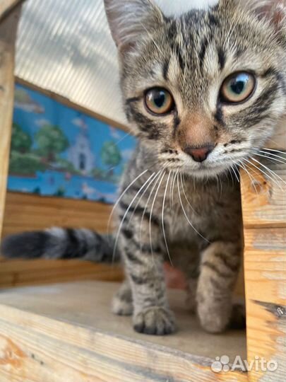 Кошка в дар