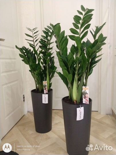 Озеленение, комнатные растения для офиса и дома