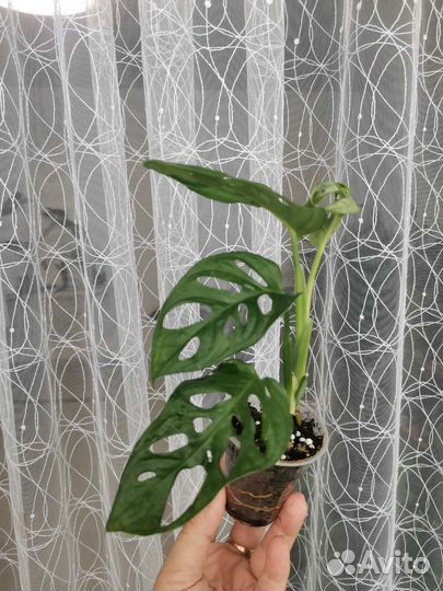 Монстера Obliqua Monkey Mask