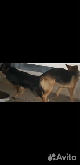 Щенки немецкой овчарки