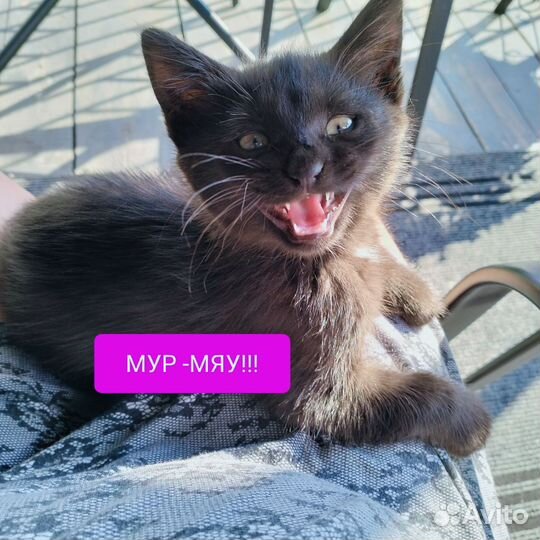 Молодой котик в добрые руки (котик)