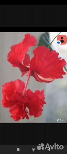 Гибискус китайские розы