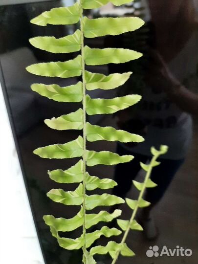 Папоротник вариегатный Тайгер