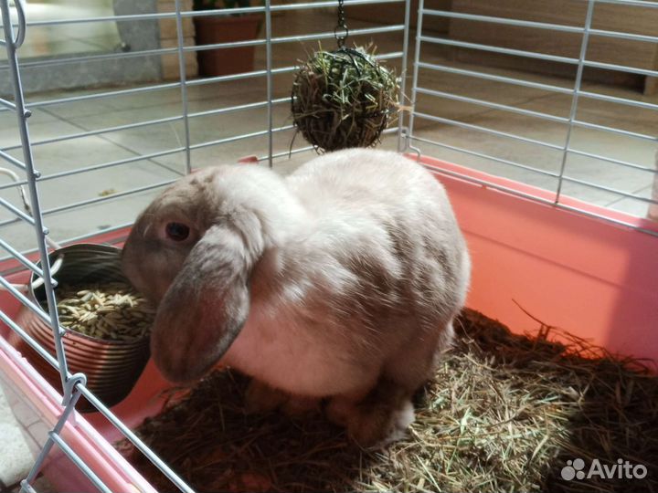Карликовый вислоухий кролик