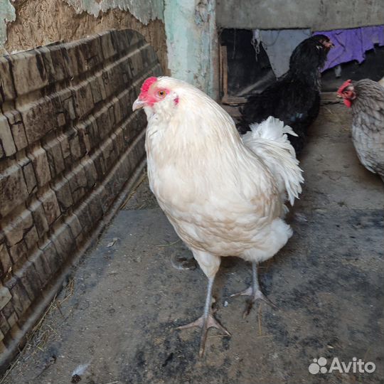 Амеруаканы петух