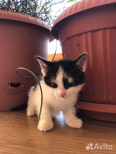 Котята 1 месяц в добрые руки