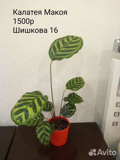 Калатея Макоя