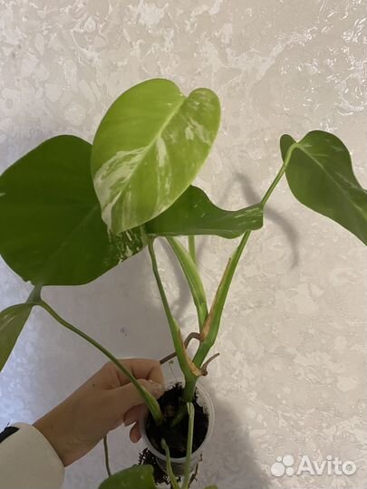 Манстера Альба