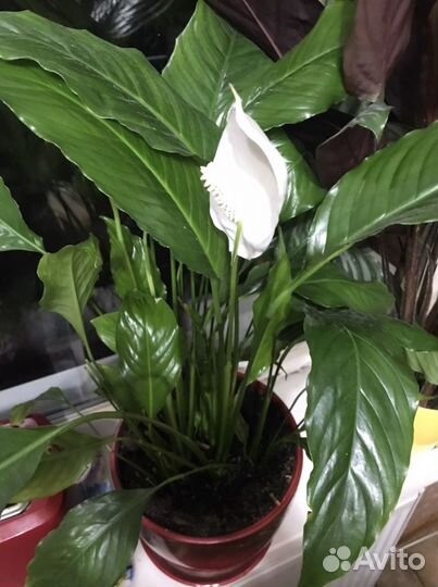 Спатифиллум женское счастье в керамическом горшке
