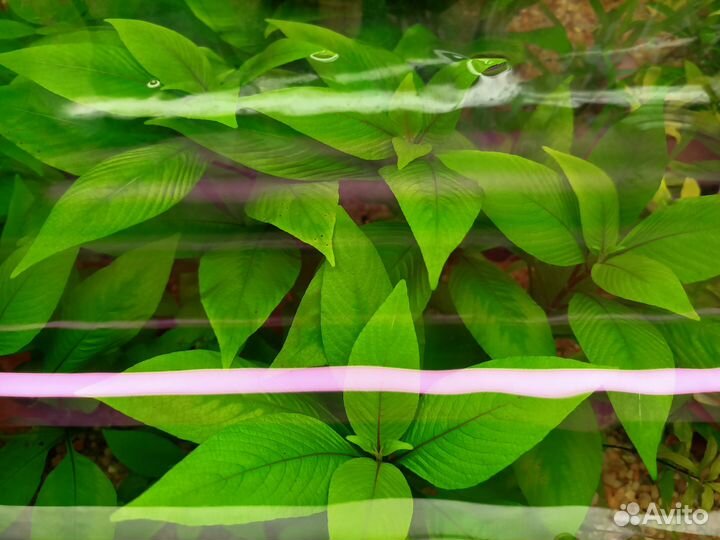 Гуппи, Меченосцы, Неокардины, Анциструсы