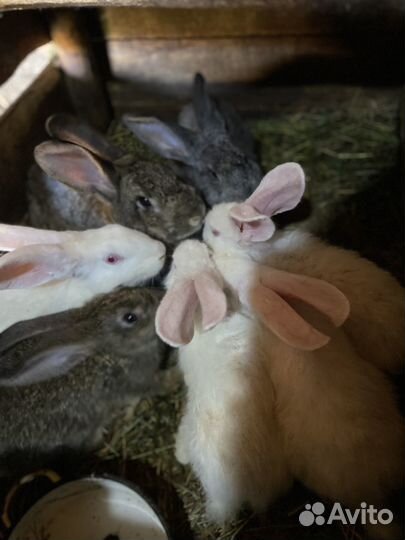 Кролик великаны