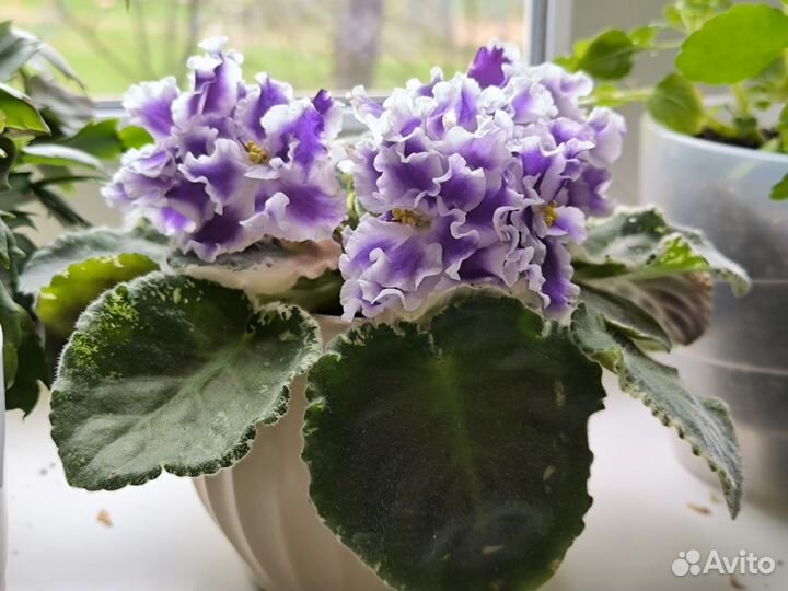 Фиалка сортовая фиолетовая