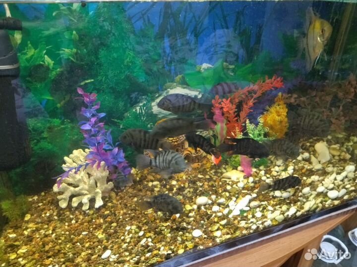 Продам аквариум
