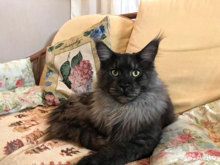 Кот мейн-кун вязка