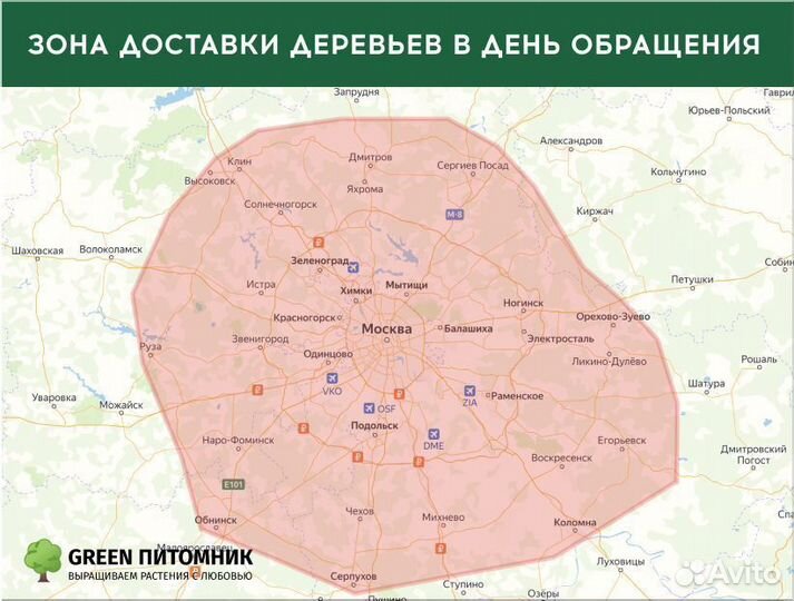 Туя сортовая Брабант, Смарагд,Колумна