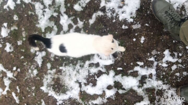 Нужен дом или передержка, котенок в беде