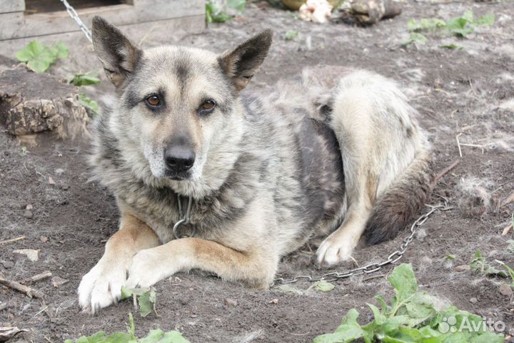 Стерилизованная собака