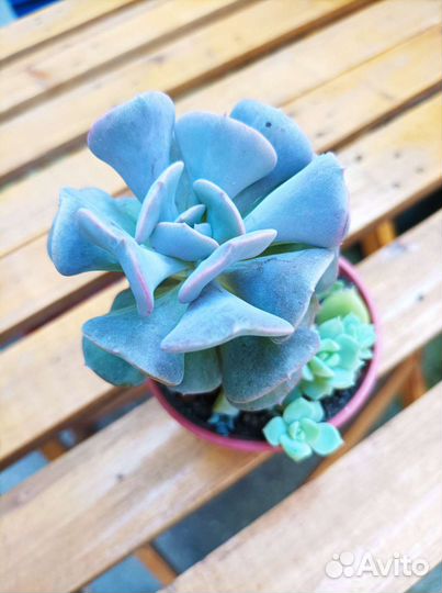 Эхеверия,суккуленты, растения, флорариум