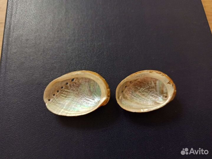 Морские раковины