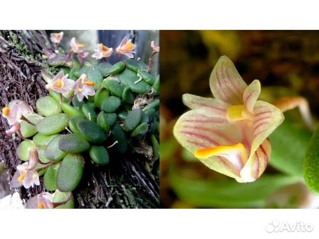 Мини-микро орхидея Dendrobium Lichenastrum купить в Москве | Товары для ...