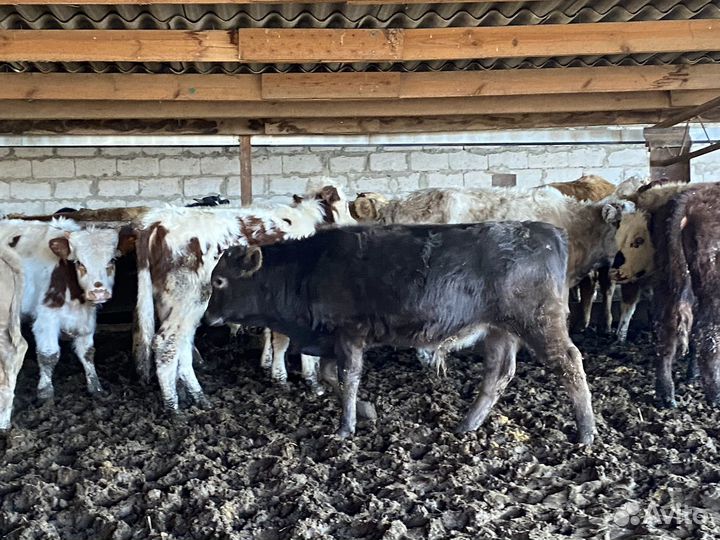 Продаются бычки