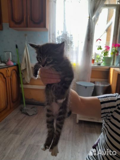 Котик в дар