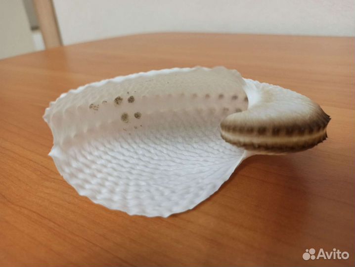 Морская раковина