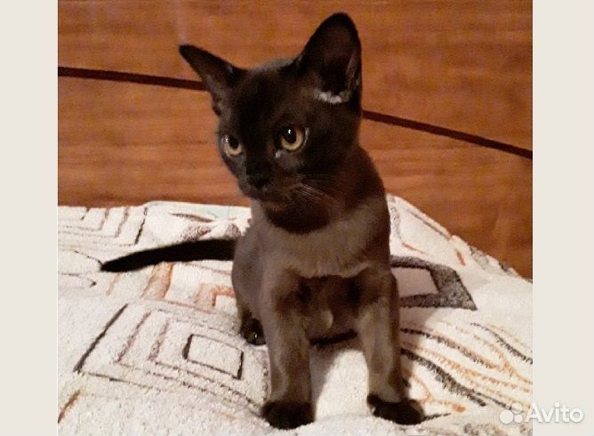 Котята европейской бурмы
