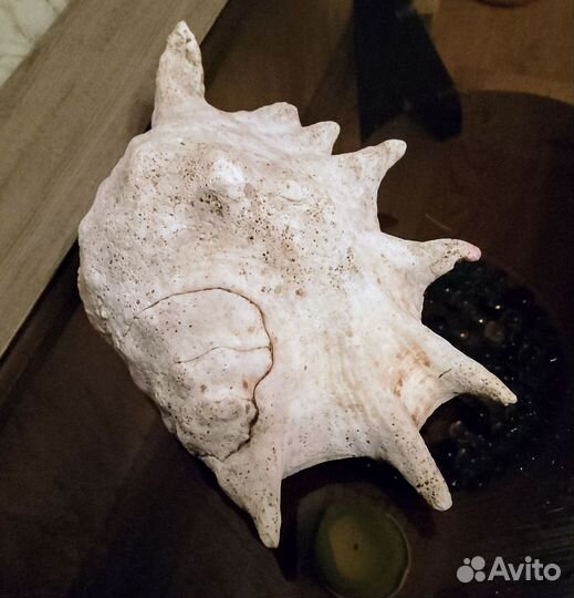 Ракушка натуральная интерьерная СССР 24 см
