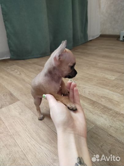 Щенки чихуахуа мини