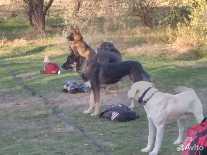 Восточноевропейская овчарка вязка