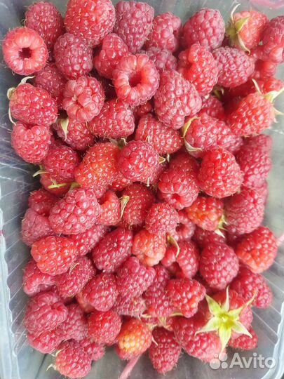 Малина сладкая