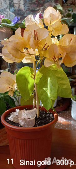 Бугенвиллия черенки