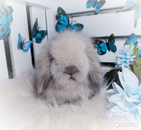 Mini Lion Lop импорт Англия