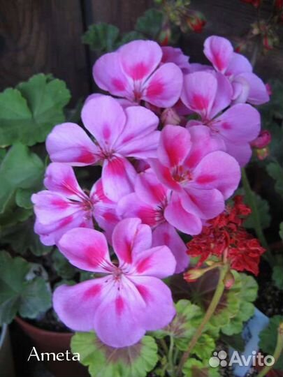 Пеларгония сортовая