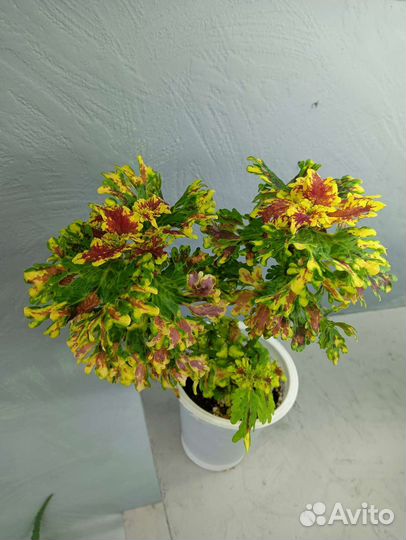 Колеусы вегетативные