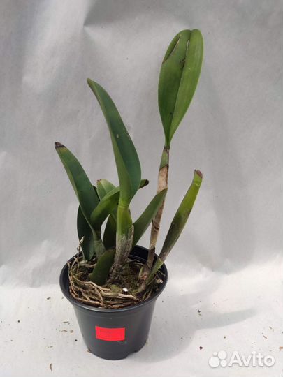 Орхидея. Каттлея. Rlc. Lustrous Jade “Emerald”