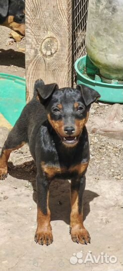 Щенки цвергпинчера