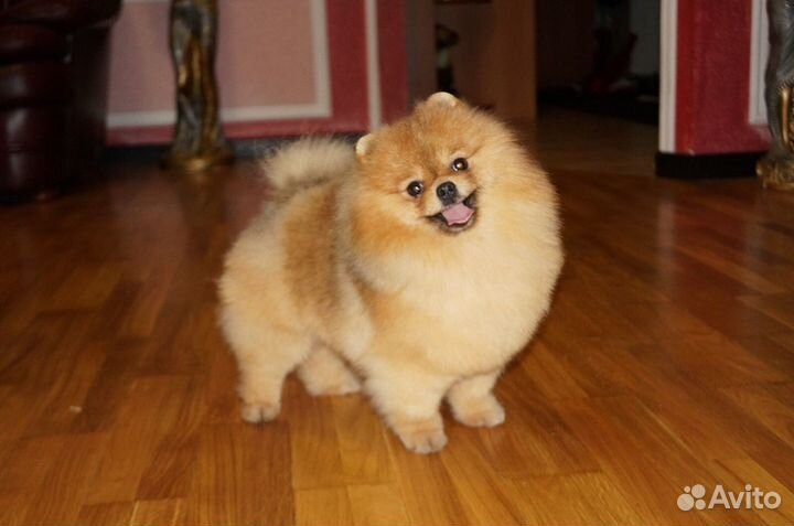 Шпиц кобели на вязку