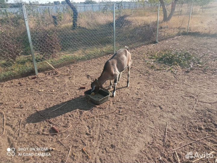 Коза нубийская