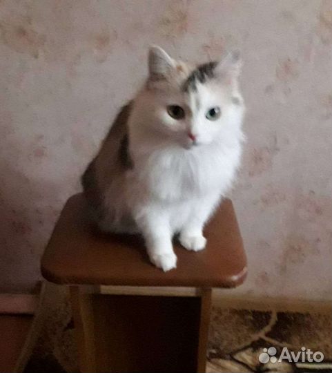 Кошка в дар