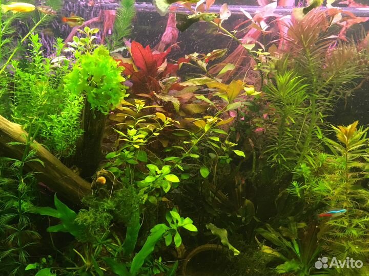 Прополка. Креветка вишня