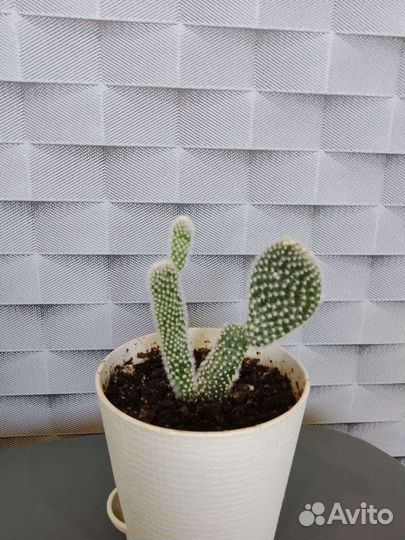 Кактус - Опунция