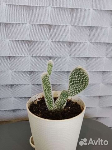 Кактус - Опунция